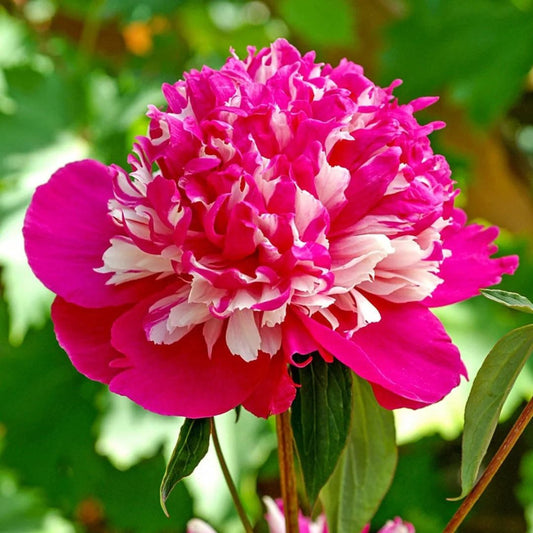Peony 'Celebrity'