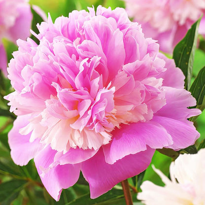Peony 'Sorbet'