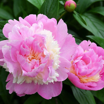 Peony 'Sorbet'