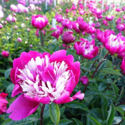 Peony 'Top Hat'