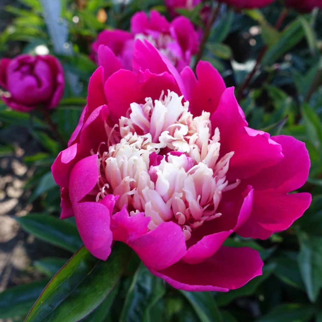 Peony 'Top Hat'