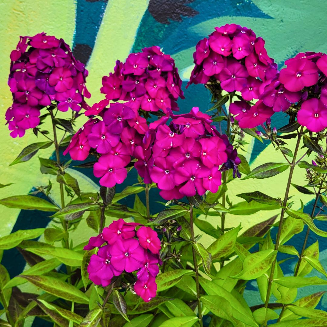Phlox Luminary 'Ultraviolet'