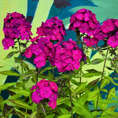 Phlox Luminary 'Ultraviolet'