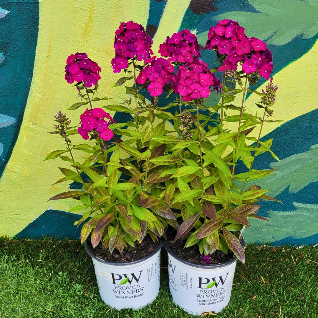 Phlox Luminary 'Ultraviolet'