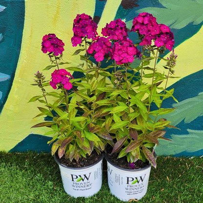 Phlox Luminary 'Ultraviolet'