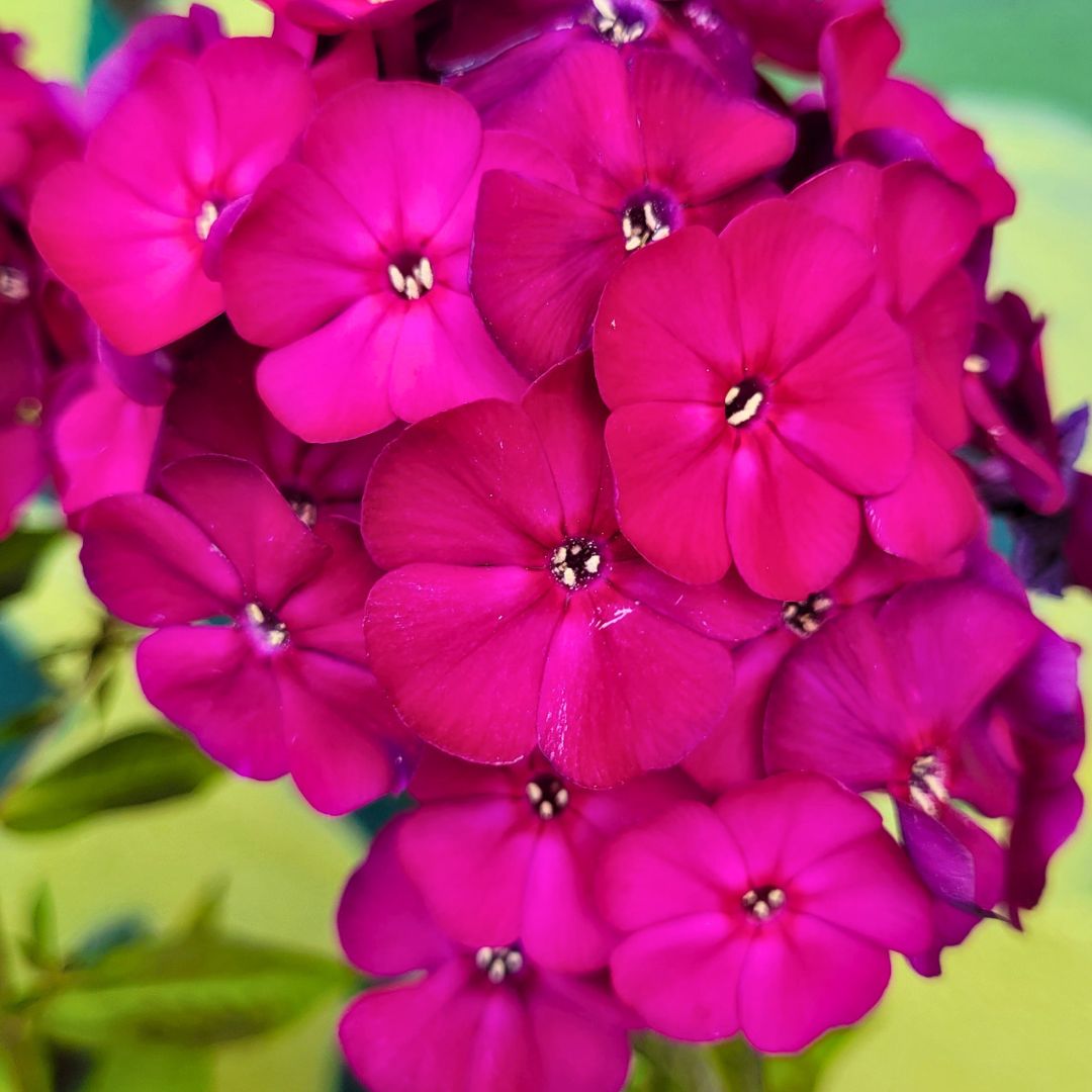 Phlox Luminary 'Ultraviolet'