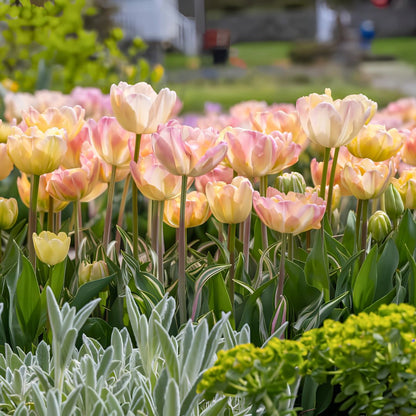 Semidouble Mid–Late 'Pillow Talk' Tulip Blend