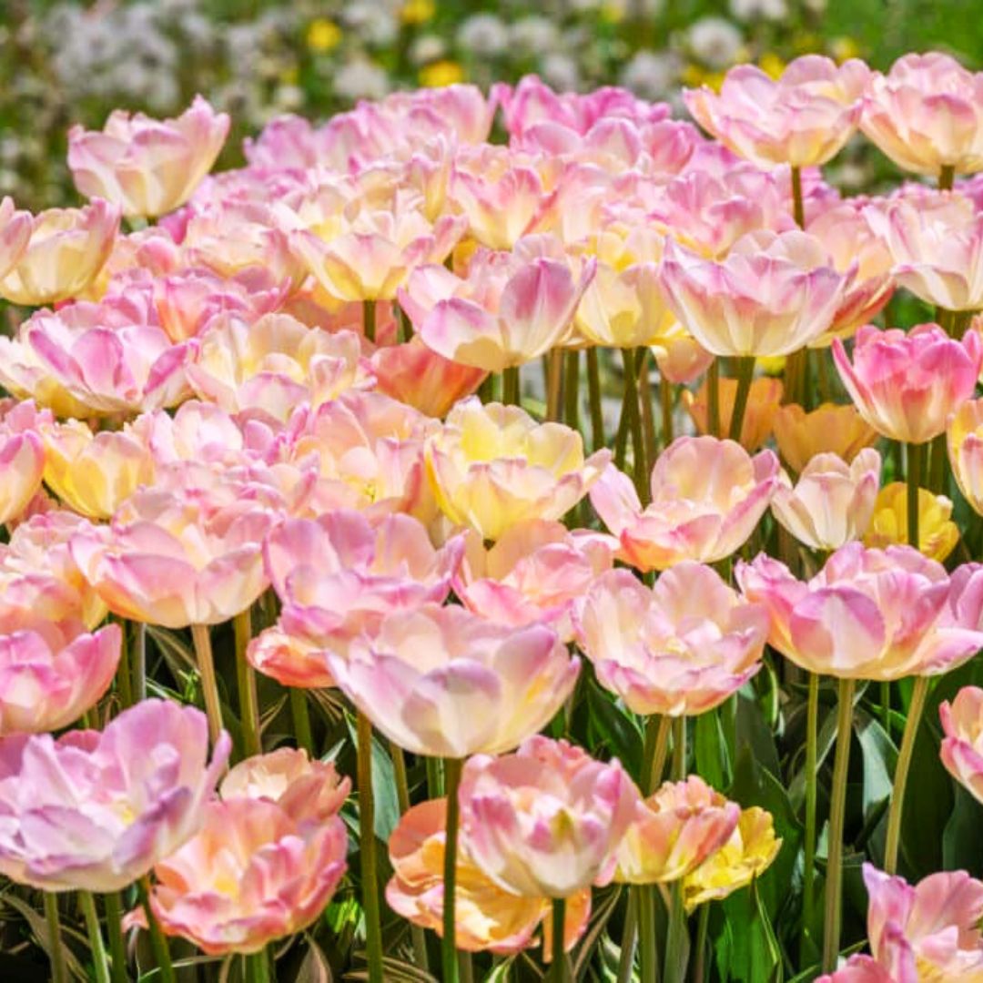Semidouble Mid–Late 'Pillow Talk' Tulip Blend