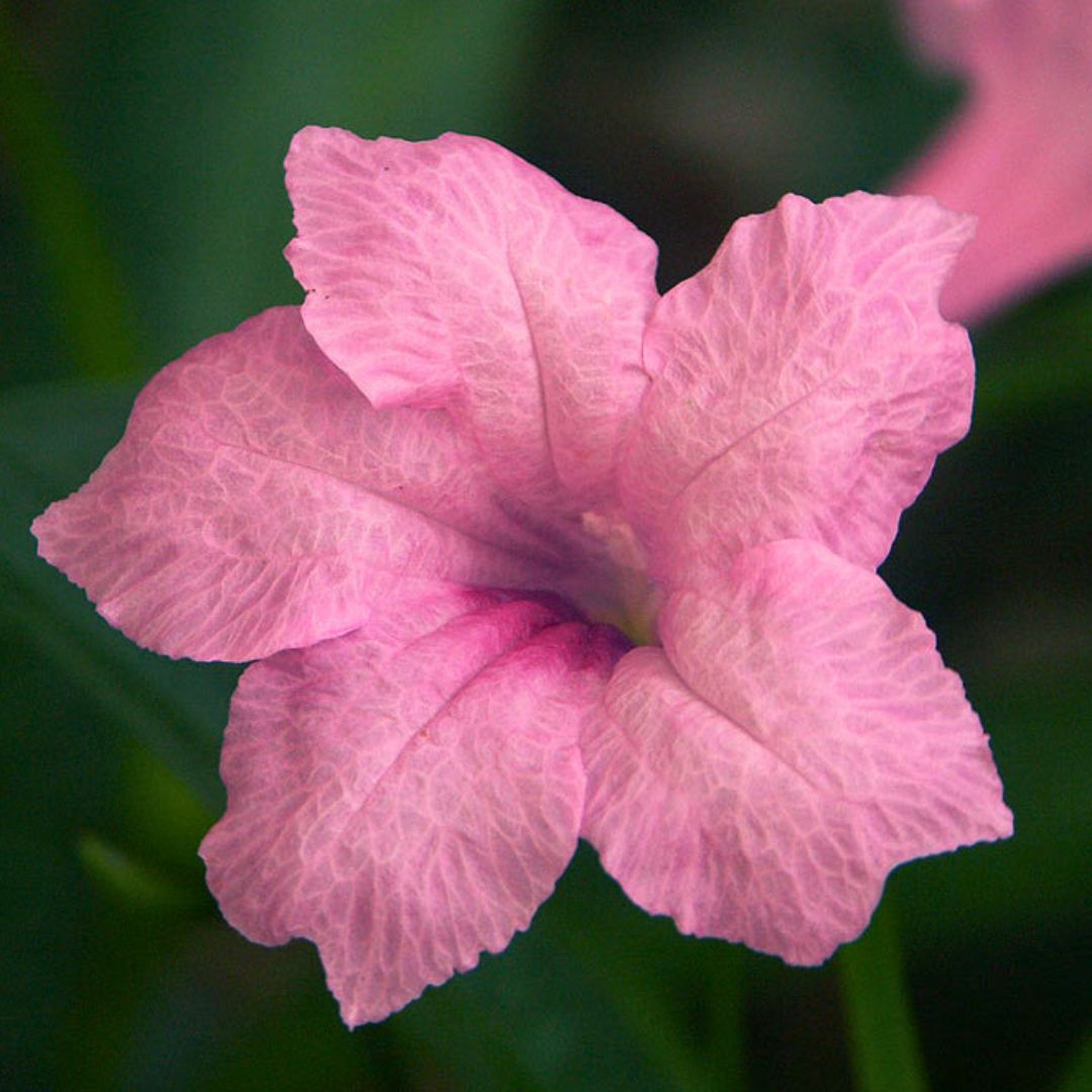 Mexican Petunia 'Compact Pink' | Trio