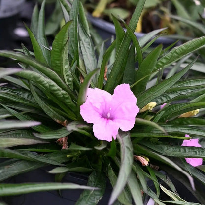 Mexican Petunia 'Compact Pink' | Trio