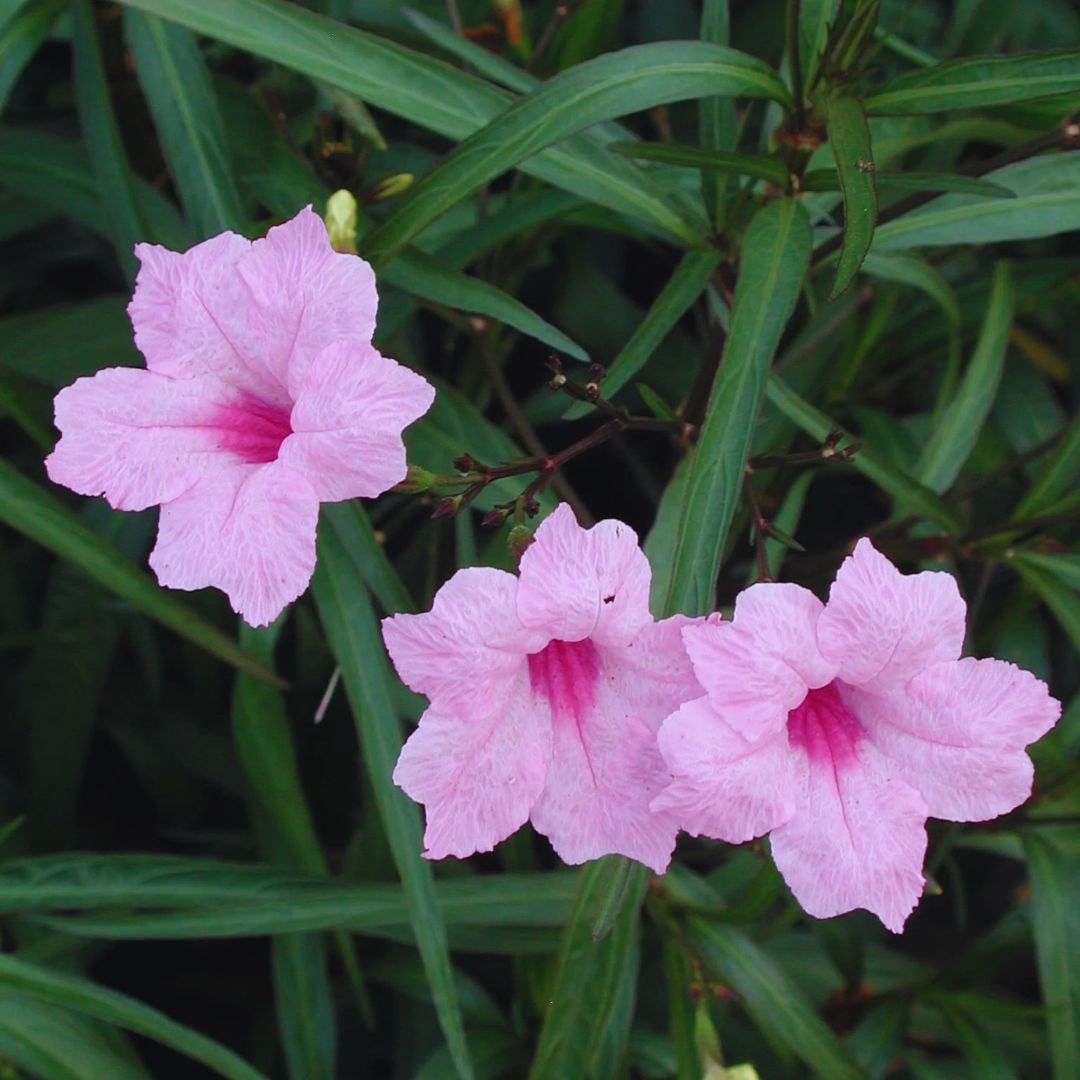 Mexican Petunia 'Compact Pink' | Trio