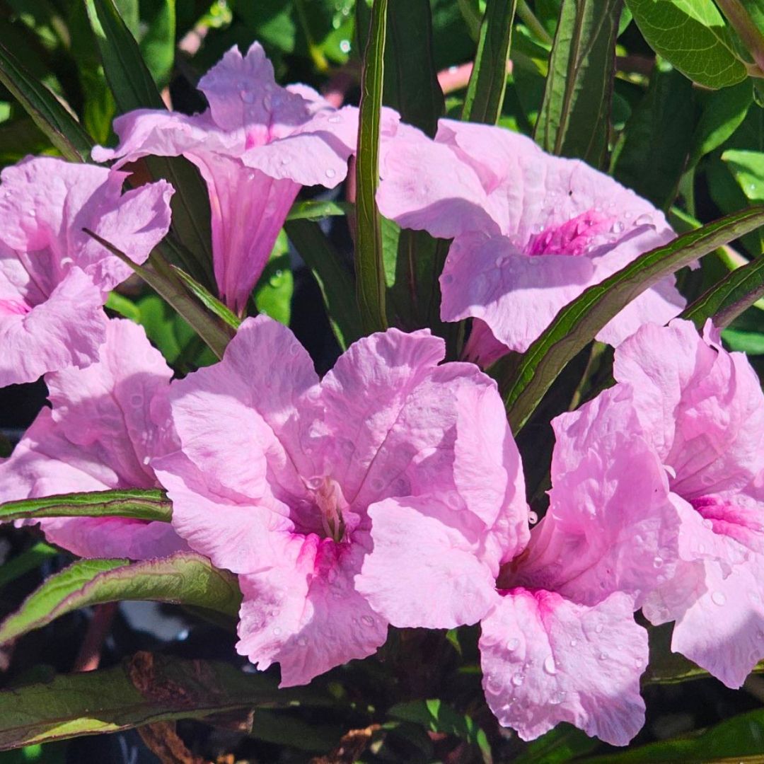 Mexican Petunia 'Compact Pink' | Trio