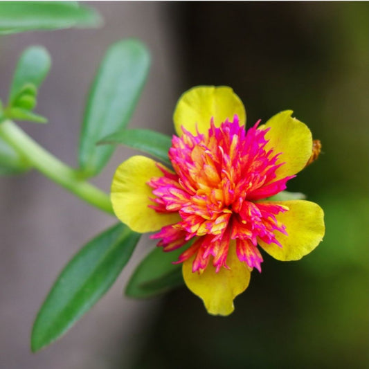 Portulaca Sea Glass Double Guava | Hanging Basket