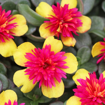 Portulaca Sea Glass Double Guava | Hanging Basket