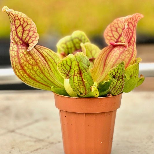 Purple Pitcher Plant