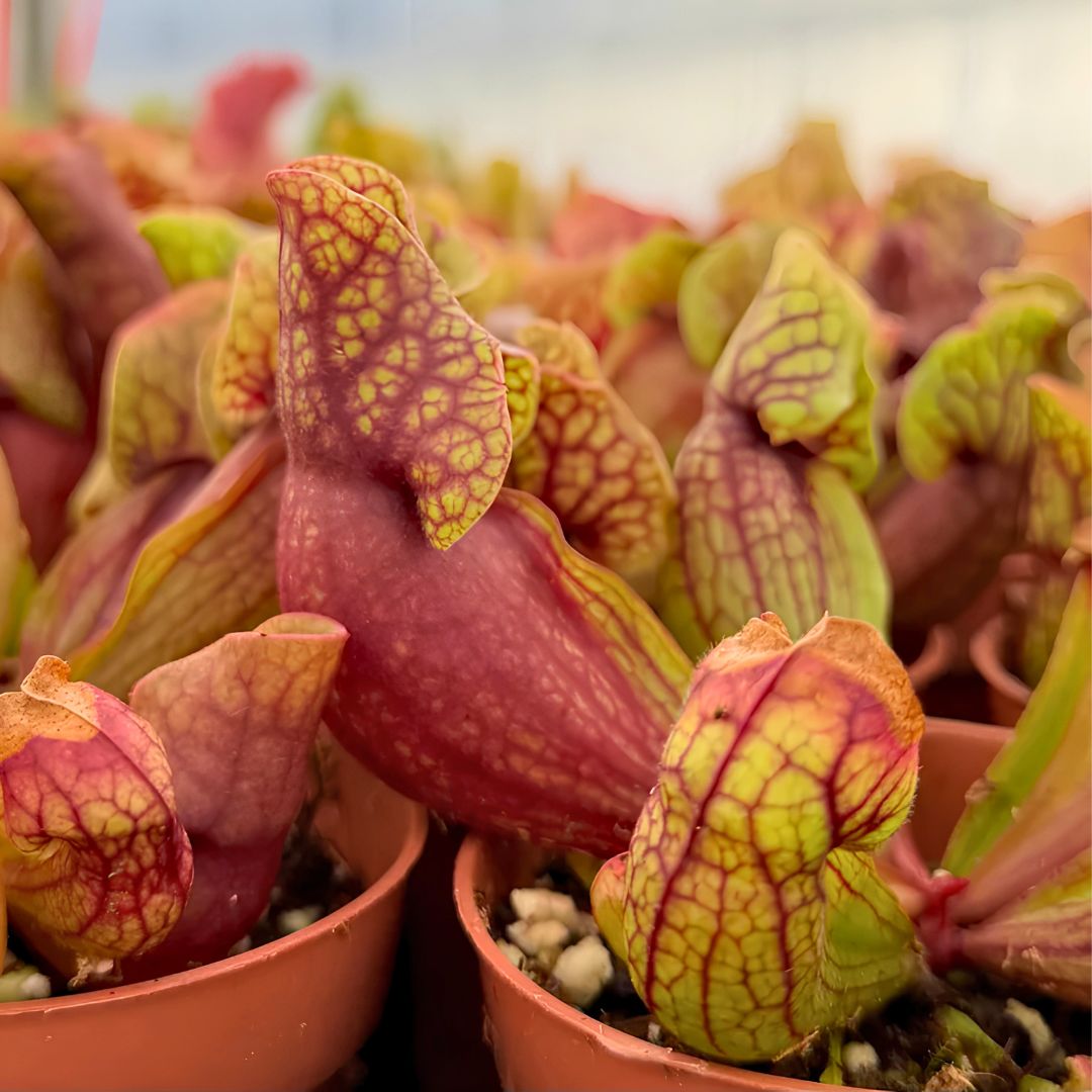 Purple Pitcher Plant