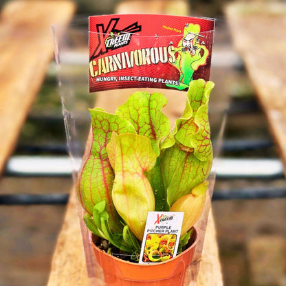 Purple Pitcher Plant