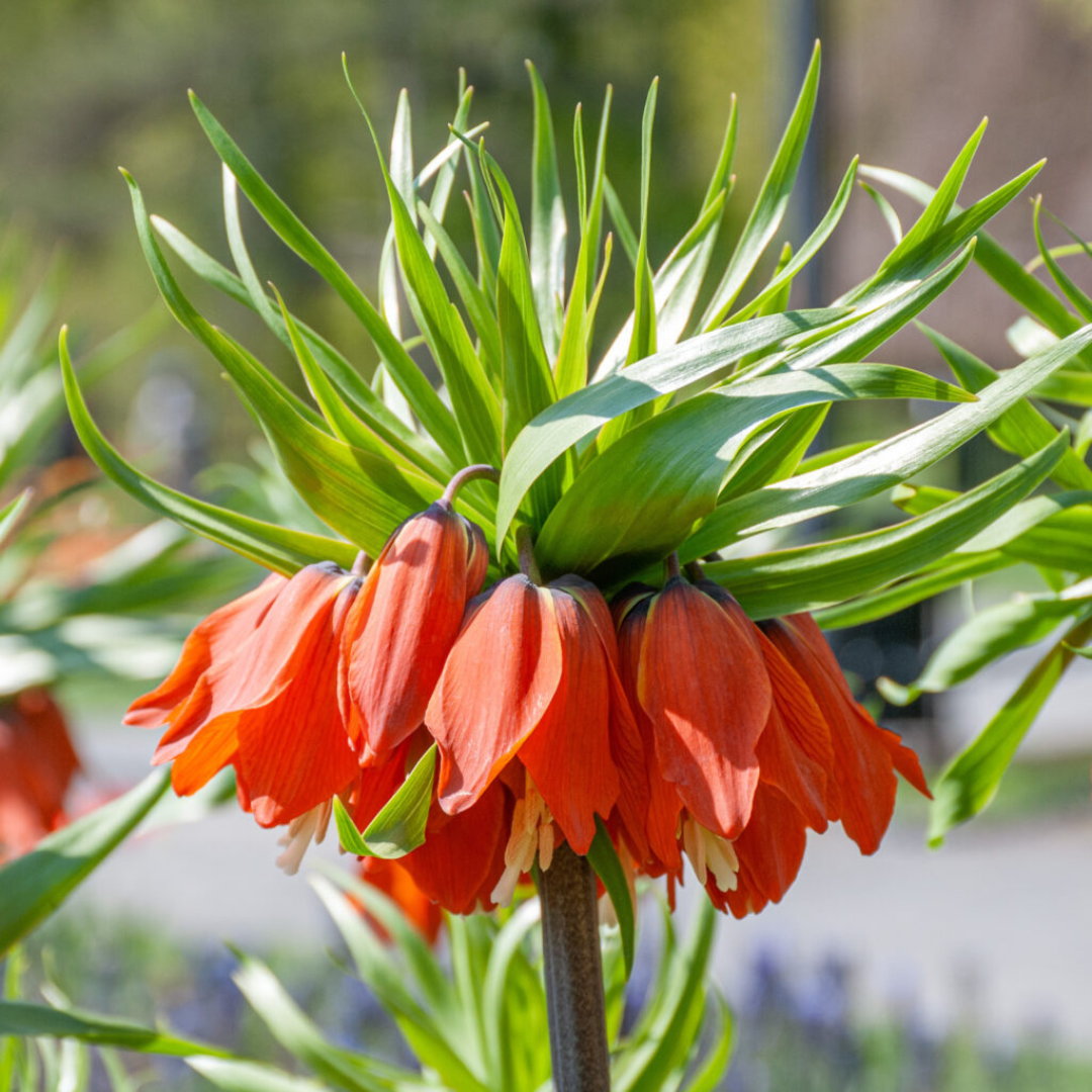 'Red Crown Imperials' Fritillaria