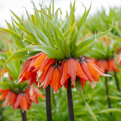 'Red Crown Imperials' Fritillaria