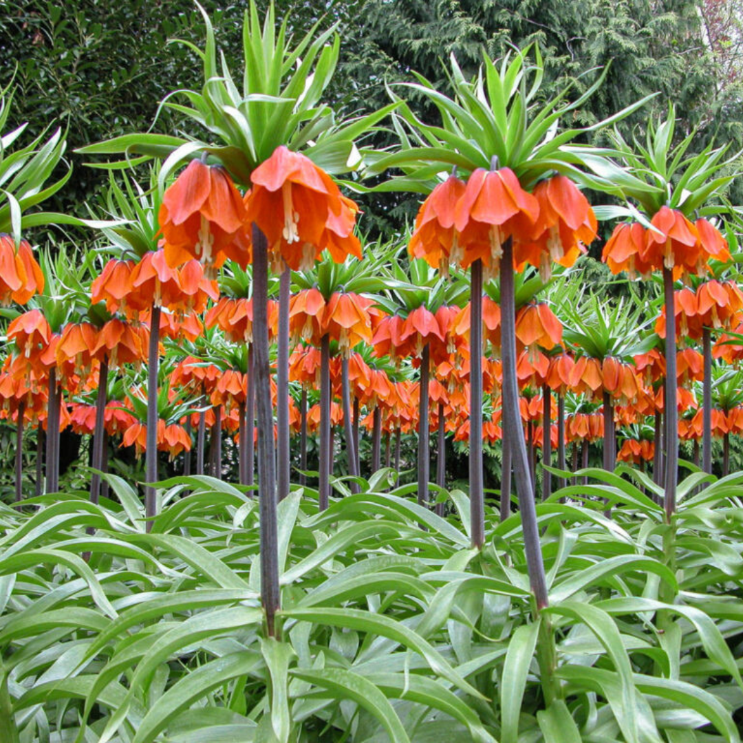 'Red Crown Imperials' Fritillaria