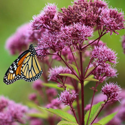Joe-Pye Weed 'Ruby'