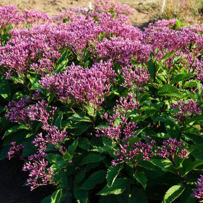 Joe-Pye Weed 'Ruby'