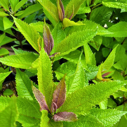 Joe-Pye Weed 'Ruby'