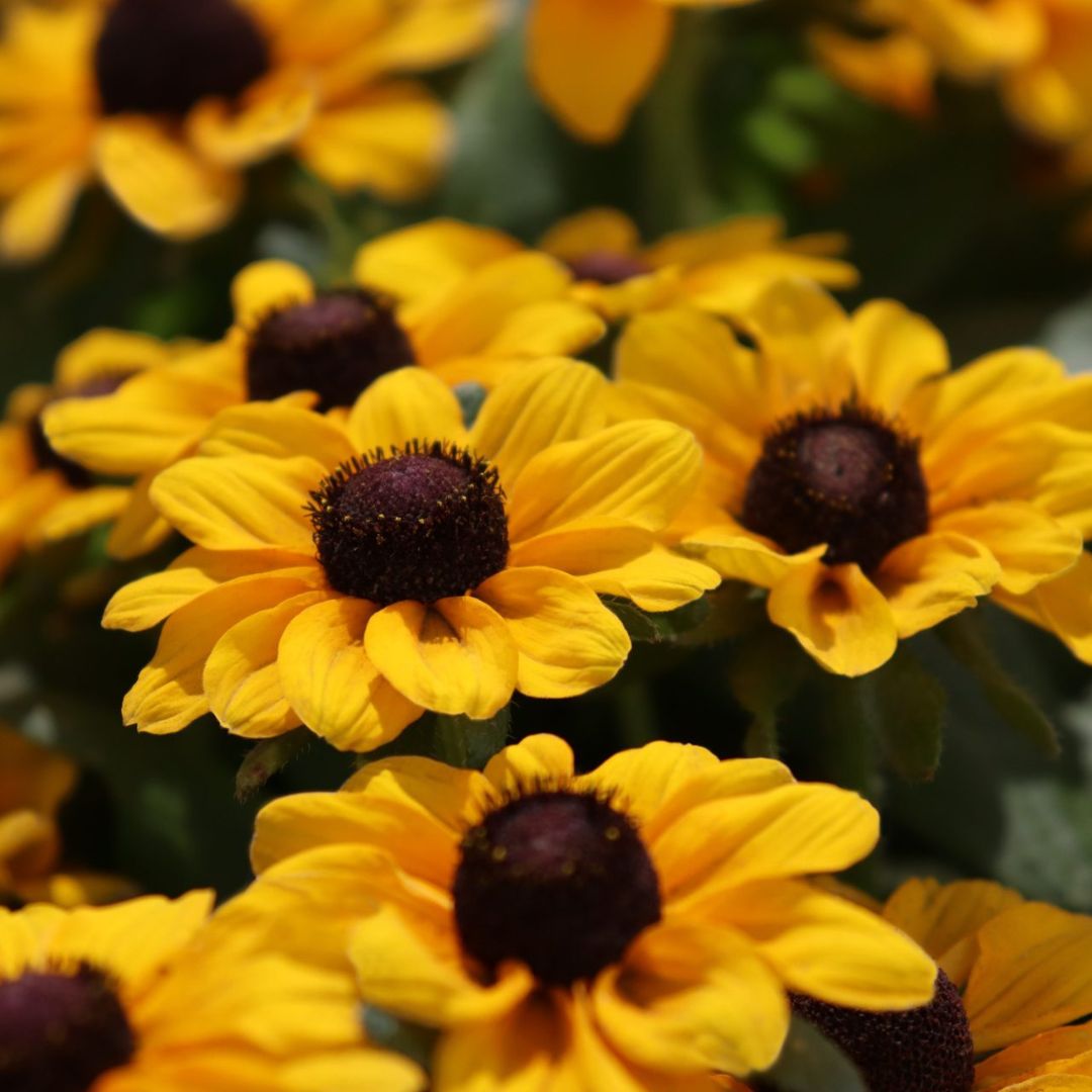 Rudbeckia Tablemate Gold | Trio