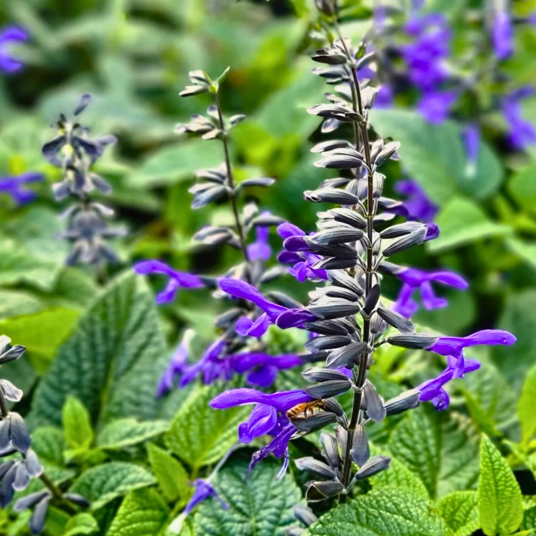 Salvia 'Black & Bloom' | Pollinator Magnet – Fiddleheads Garden Center