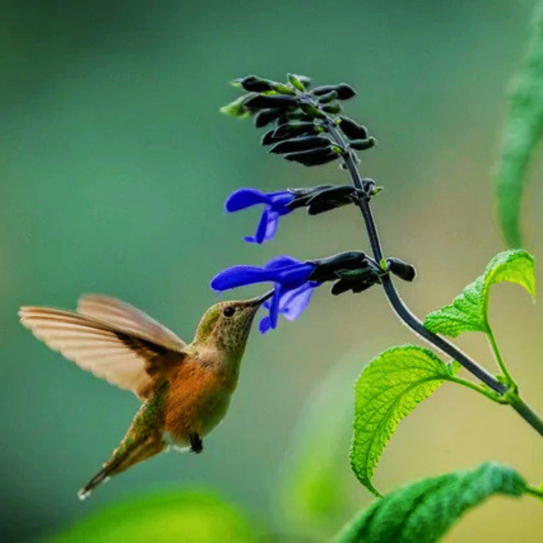 Salvia 'Black & Bloom' | Pollinator Magnet – Fiddleheads Garden Center