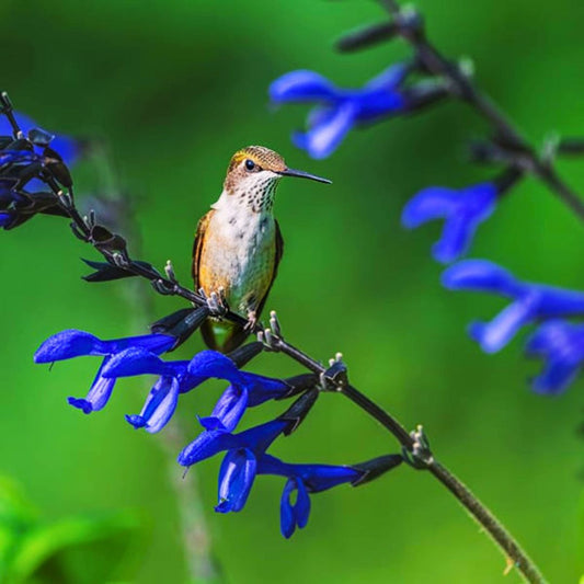 Salvia 'Black & Bloom' | Pollinator Magnet