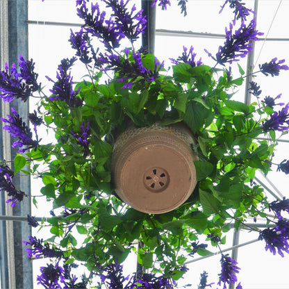 Salvia Bodacious Hummingbird Falls | Hanging Basket