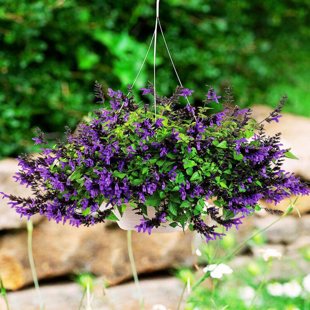 hummingbird plants hanging baskets Salvia Bodacious Hummingbird Falls