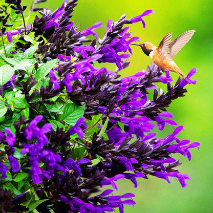 purple green hanging plant Salvia Bodacious Hummingbird Falls