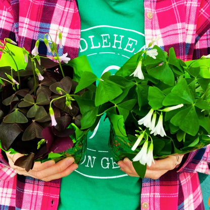 Shamrocks (Oxalis) — The Luckiest Plants