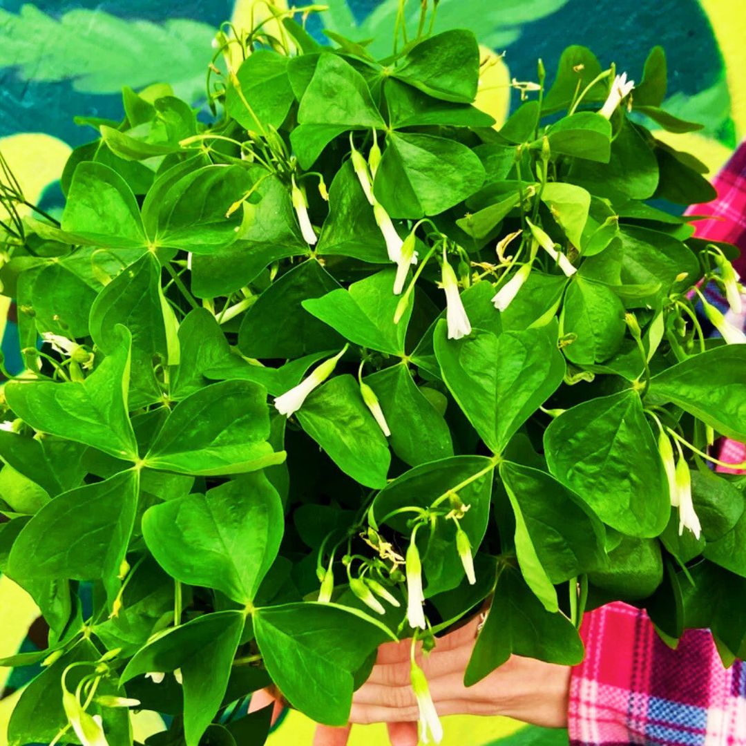 Shamrocks (Oxalis) — The Luckiest Plants