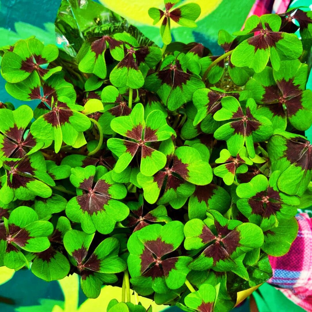 Shamrocks (Oxalis) — The Luckiest Plants