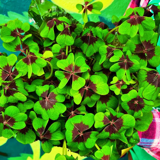 Shamrocks (Oxalis) — The Luckiest Plants