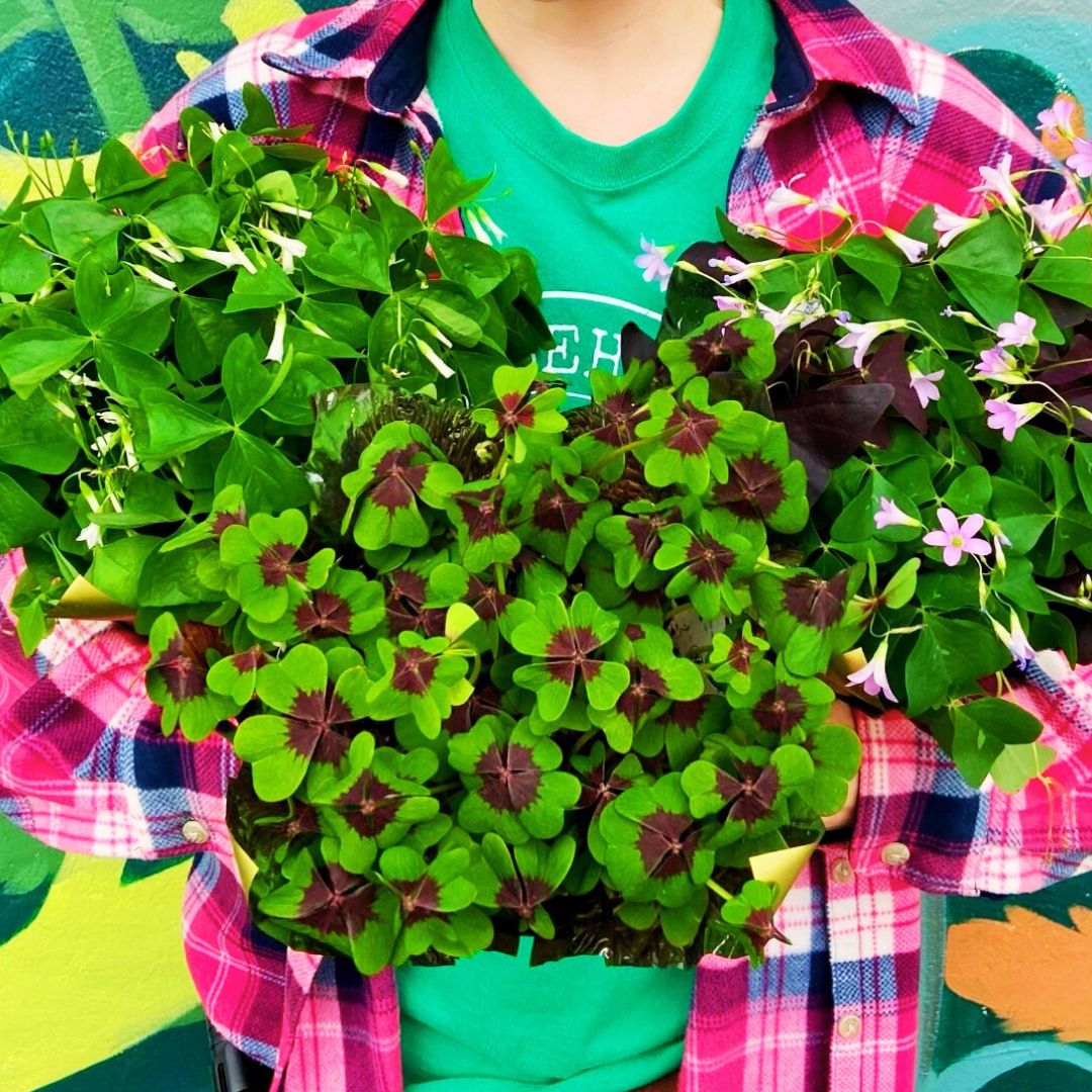 Shamrocks (Oxalis) — The Luckiest Plants