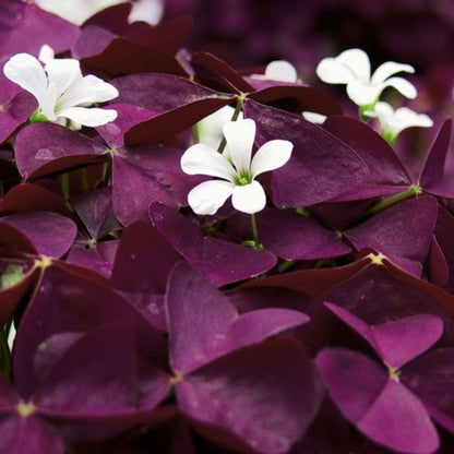 Shamrocks (Oxalis) — The Luckiest Plants