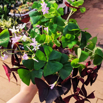 Shamrocks (Oxalis) — The Luckiest Plants