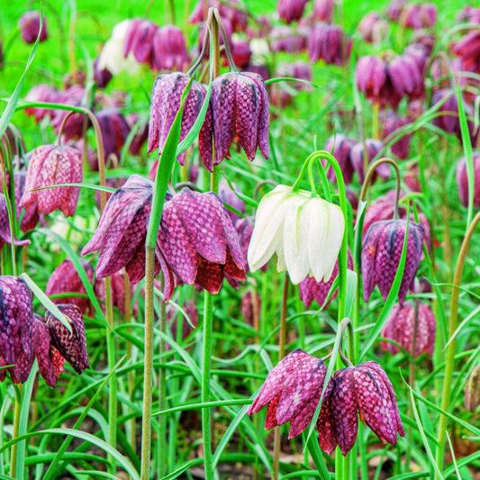 'Snake’s Head' Fritillaria