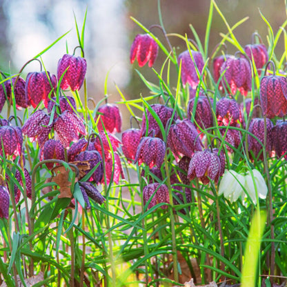'Snake’s Head' Fritillaria