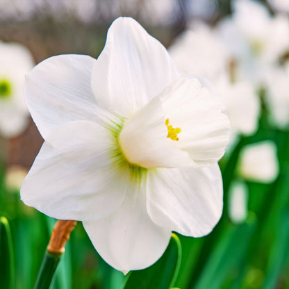 Early–Mid 'Snowboard' Daffodil