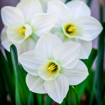 Early–Mid 'Snowboard' Daffodil