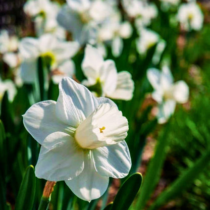 Early–Mid 'Snowboard' Daffodil