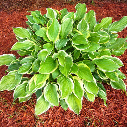 Hosta SunHosta