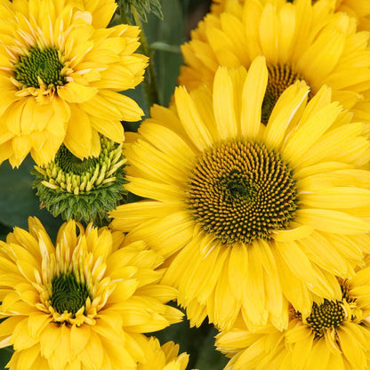 Coneflower ‘SunSeekers Golden Sun’