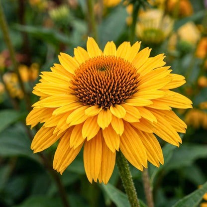 Coneflower ‘SunSeekers Golden Sun’