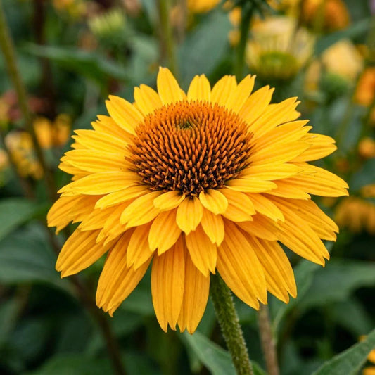 Coneflower ‘SunSeekers Golden Sun’